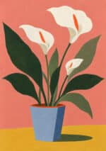 コーラルピンクの背景に白いカラーの花と深緑の葉を描いたボタニカル インテリアアート